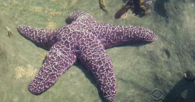 Mysterious disease wiping out sea stars - CBS News