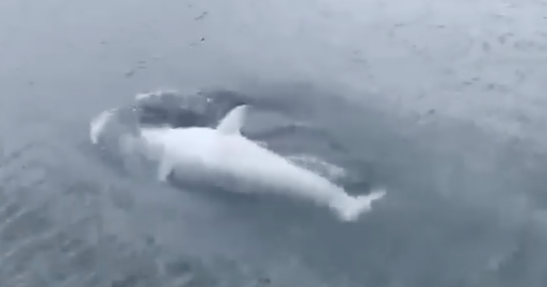 Rare white killer whale one of only a handful ever recorded spotted