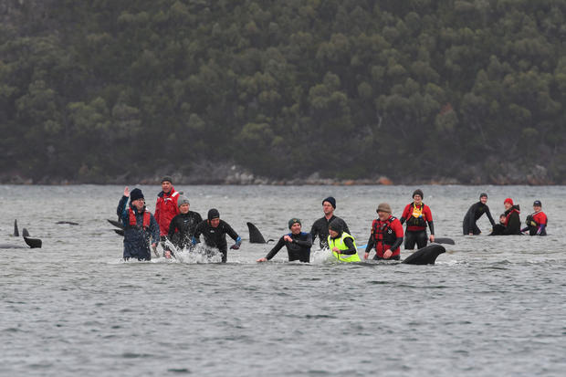Whale rescue efforts take place at Macquarie Harbour in Tasmania 