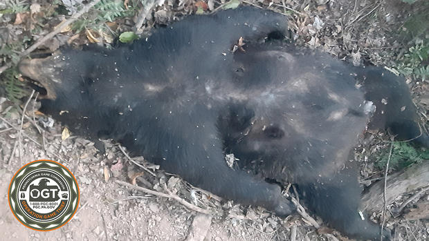 Bear Killed Fulton County 