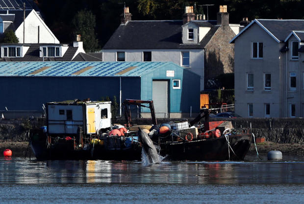 A whale is seen near the Faslane nuclear submarine base in Gare Loch 