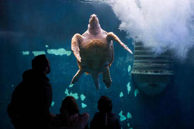 FRANCE-ANIMALS-AQUARIUM-NATURE-SEA-FEATURE 