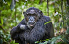 Enchanting: Daily Life Of Chimps In Uganda's Kibale National Park 