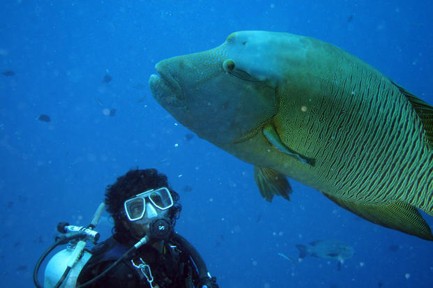 Malediven - Taucher und ein Napoleonfisch 