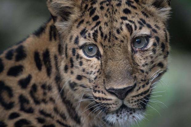 FRANCE-ANIMALS-ZOO 