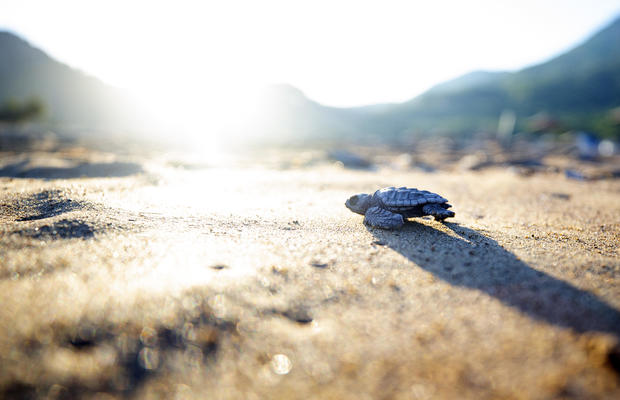 Patara Sea Turtle Conservation and Monitoring Program 