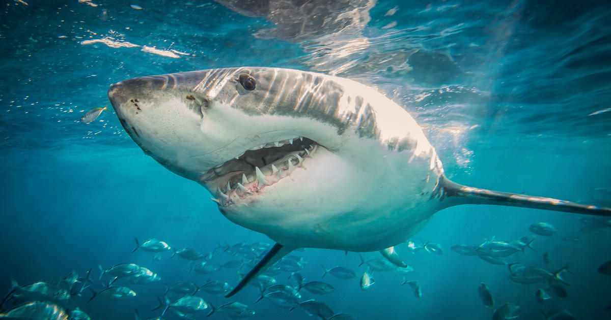 Shark attacks increase worldwide after 3 years of decline — with 64% of bites reported in the U.S., researchers say
