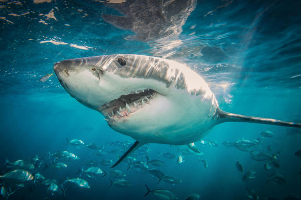 Great White Sharks: The Graceful Giant Behind Hollywood's Bloodthirsty Predator 