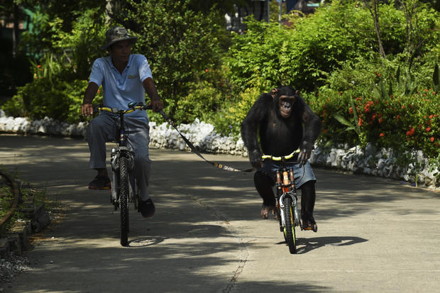 Zoo In Thailand Reopen Amid Coronavirus 