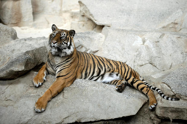 Sumatran tiger 