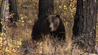 Searching for grizzlies? Bring your bear spray 