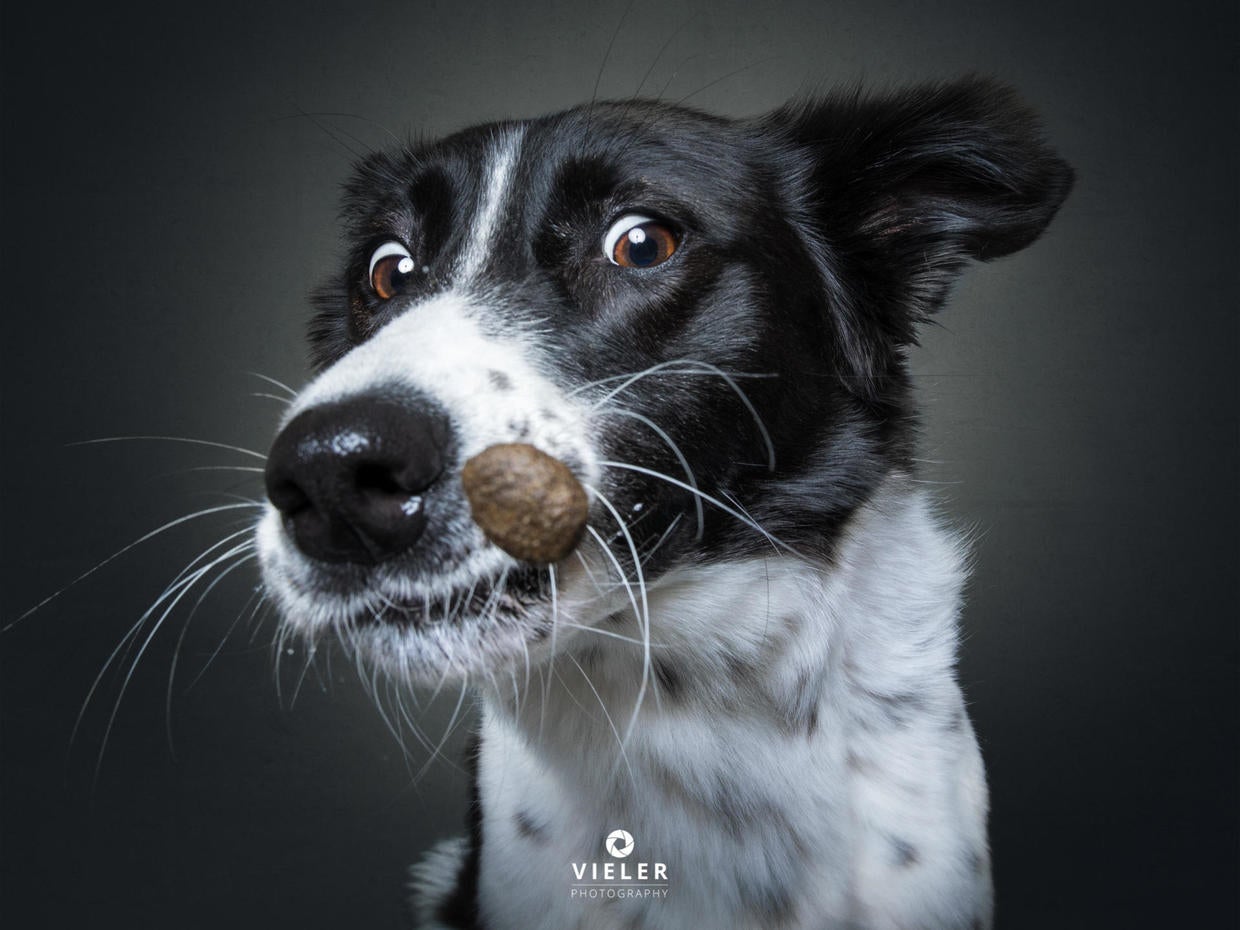 He's got the chops... Just 54 photos of dogs getting treats CBS News