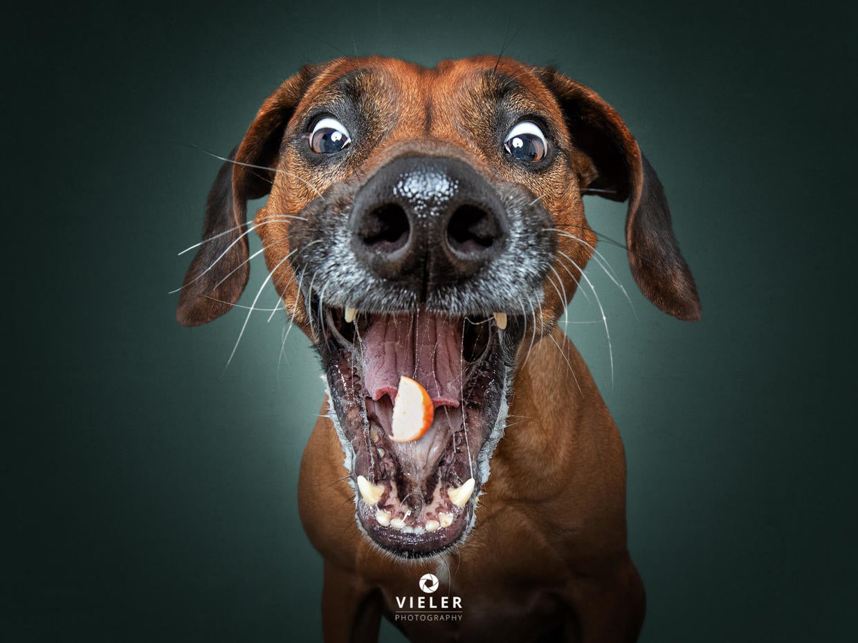 He's got the chops... Just 54 photos of dogs getting treats CBS News