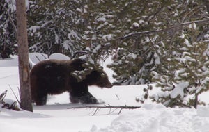 bearhibernation1920-578310-640x360.jpg 