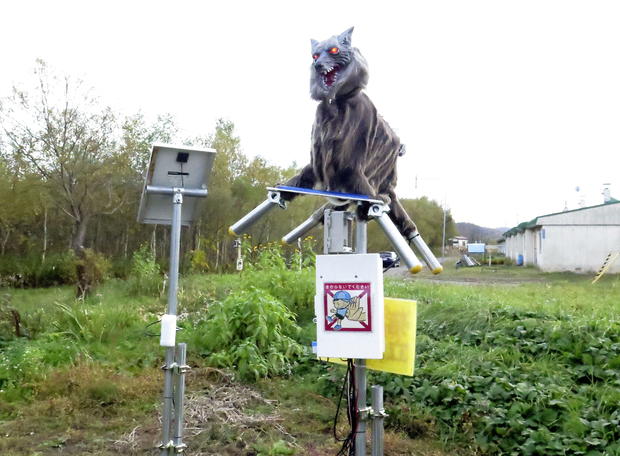 A robot called Monster Wolf  is installed in an effort to scare away bears that have become an increasingly dangerous nuisance in the countryside, in Takikawa 