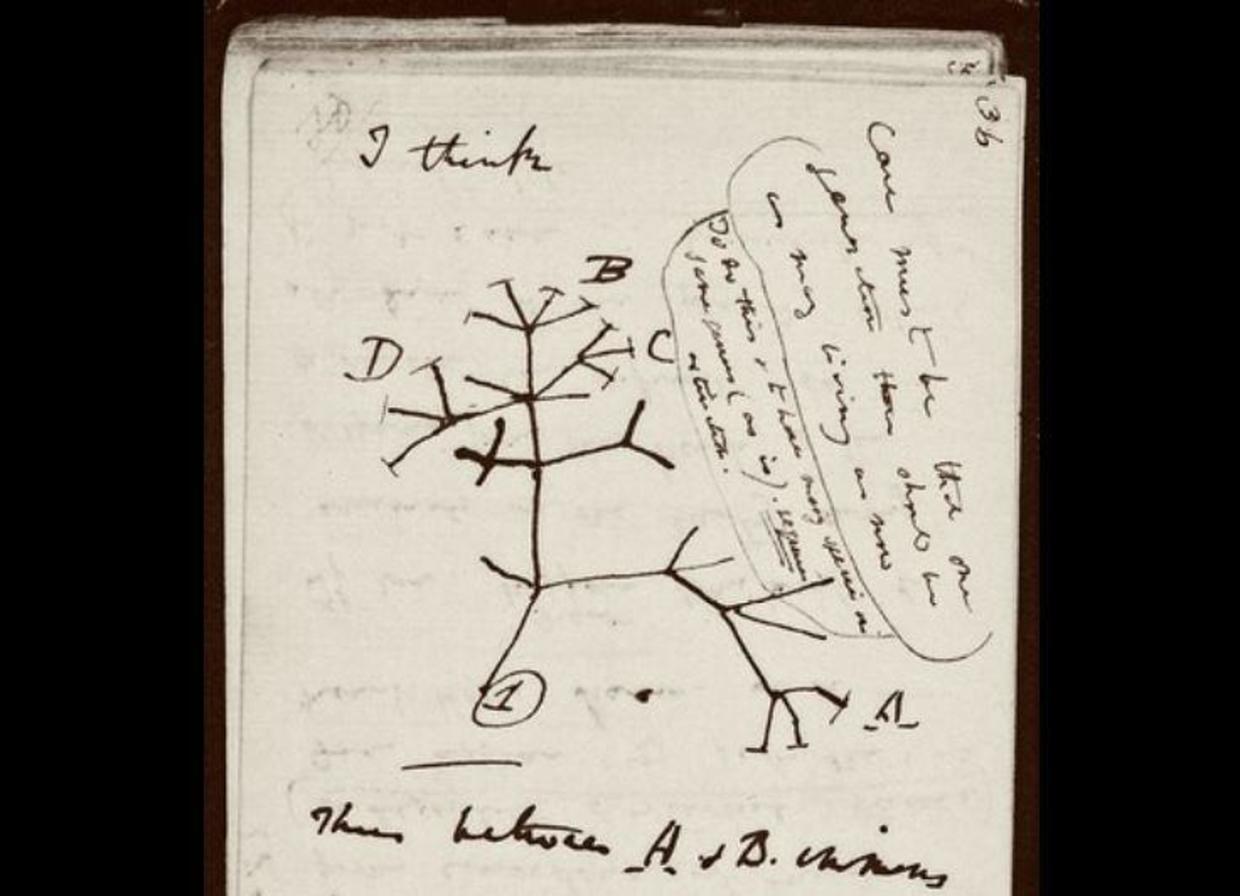what is the tree of life charles darwin
