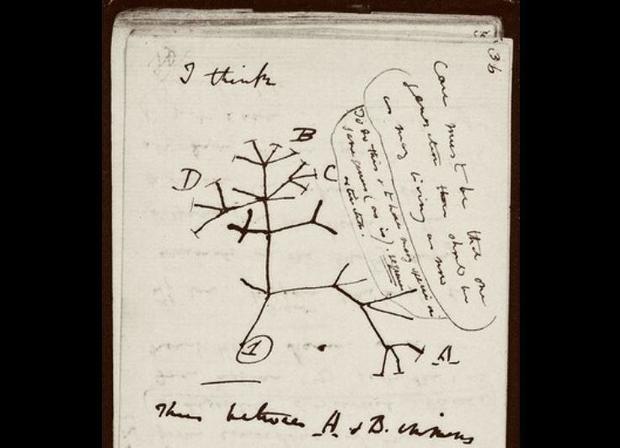 darwin-tree-of-life.jpg 