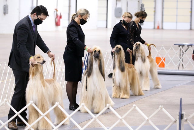 dog show non sporting group