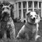 jfk-pups-b-1280.jpg 