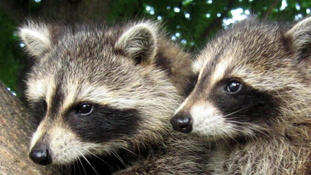 raccoons-b-1280.jpg