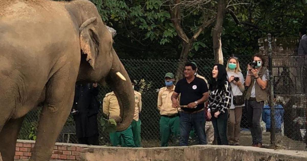 Cher helps Kaavan the lonely elephant find a new life, and maybe even love,  after a grim 35 years - CBS News