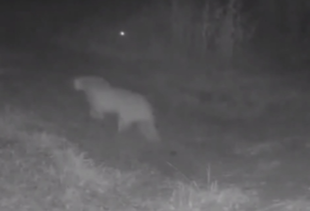 Mountain lion on surveillance camera on trail in Rowlett 