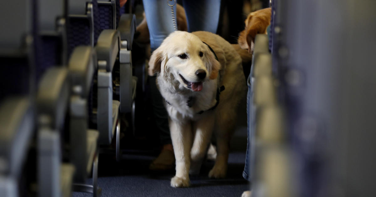 American Airlines prohibits emotional support animals