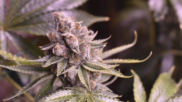 Marijuana legalization, medical marijuana, and marijuana facts news - CBS  News