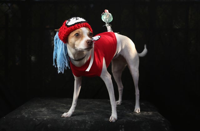 Newest dog breeds: From tiny toys to massive mastiffs