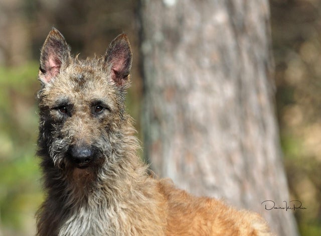 Newest dog breeds: From tiny toys to massive mastiffs