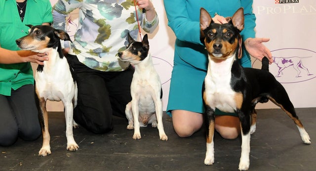 Newest dog breeds: From tiny toys to massive mastiffs