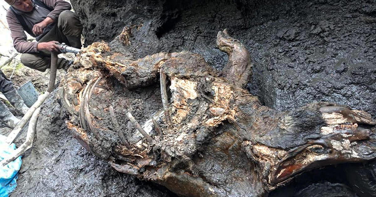 Well-preserved ice age-woolly rhino found in the melting permafrost of Siberia