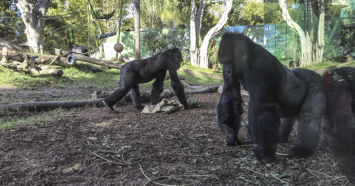 Two gorillas in the San Diego Zoo test positive for COVID-19