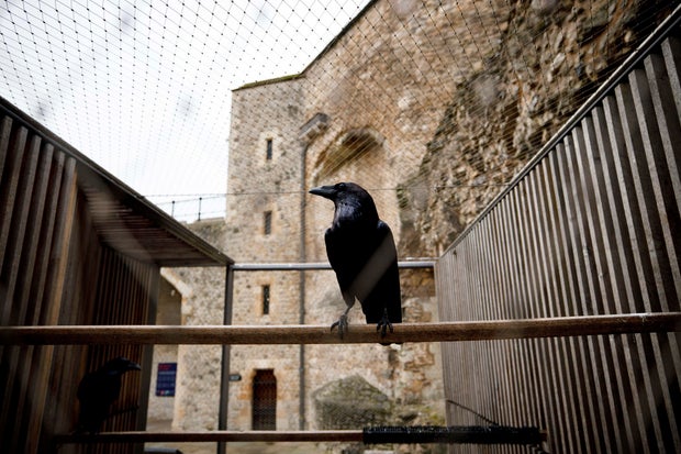 Nevermore? Tower of London's "queen" raven goes missing and is feared dead