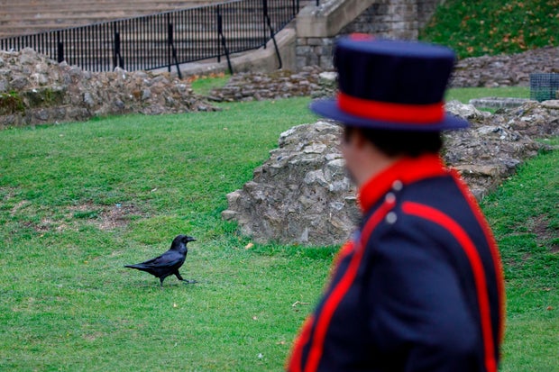 Nevermore? Tower of London's "queen" raven goes missing and is feared dead