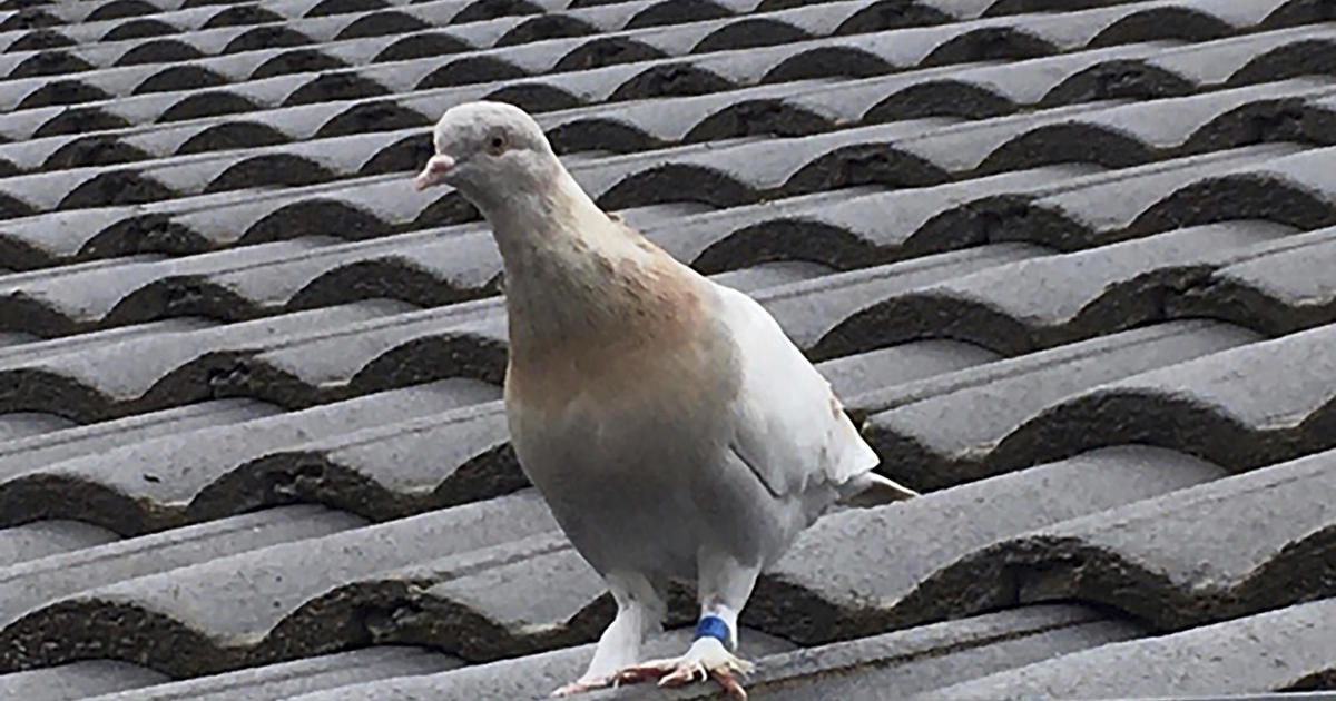 Pigeon thought to have crossed Pacific from Oregon escapes death in Australia