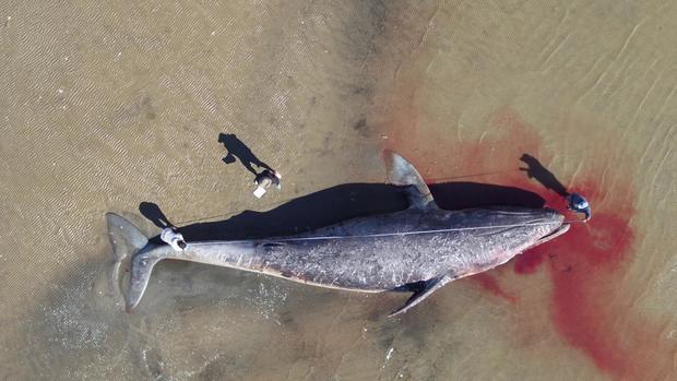 Cá voi xám đang chết đói và chết ở mức báo động dọc theo Bờ biển Thái Bình Dương