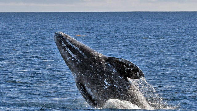 Gray Whale 