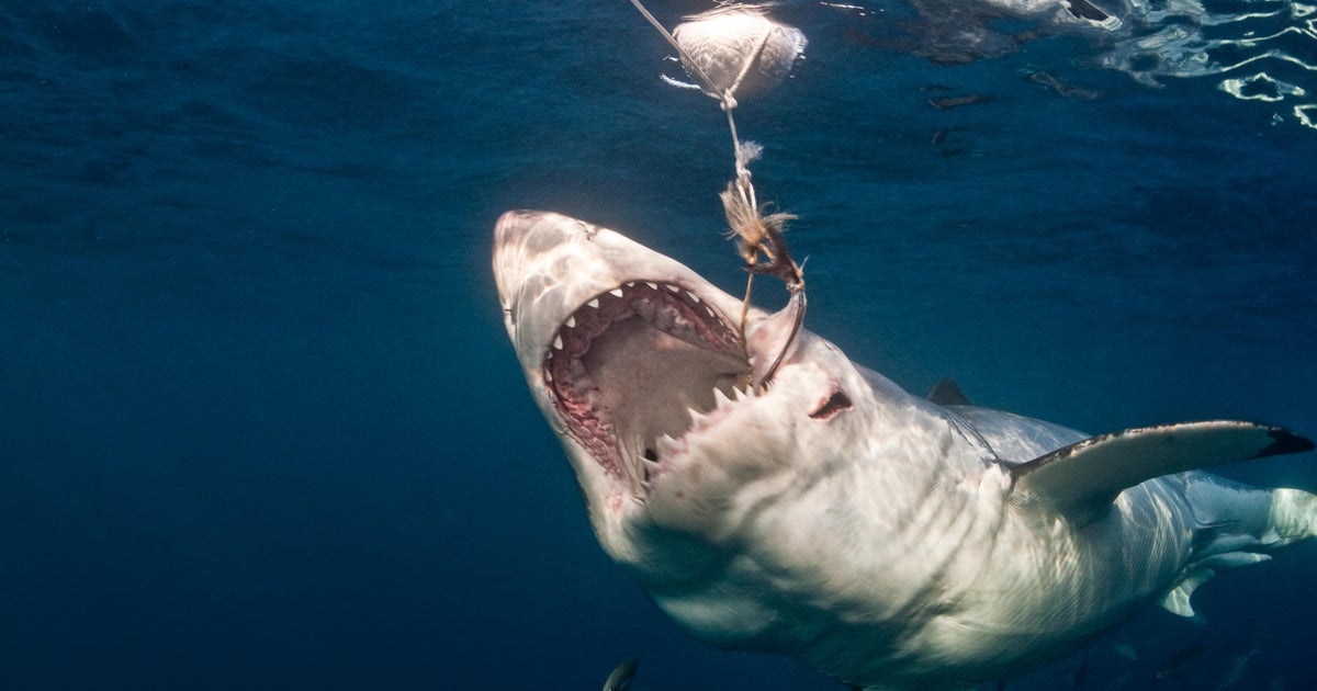 Shark and ray populations are collapsing, nearing point of no return