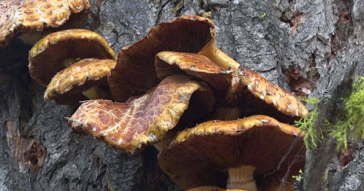 In search of a humongous fungus CBS News