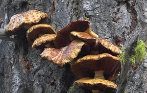 fungusoutgrowths1920-641585-640x360.jpg