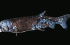 cbsn-fusion-scientists-discover-new-giant-fish-species-off-japans-coast-thumbnail-645750-640x360.jpg 