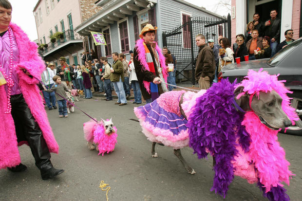 A Doberman Pincher named Stella leads he 