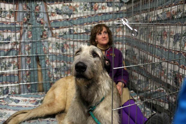 World's Top Canines Compete At Westminster Dog Show 