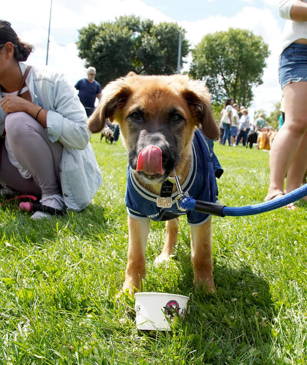 SOMERVILLE, MA. - SEPTEMBER 8: A 3 month old shepherd mix named Piper licks her nose as she enjoys a dish of doggie ice cream at the Somerville Dog Festival on September 8, 2019 in Somerville, Massachusetts. (Photo By Mary Schwalm/MediaNews Group/Boston H 
