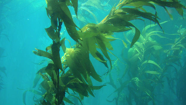 Giant Kelp Forest Along California Coast 