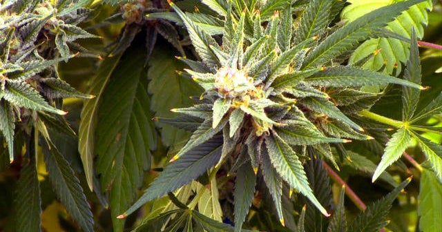 Health effects of marijuana use remain unclear