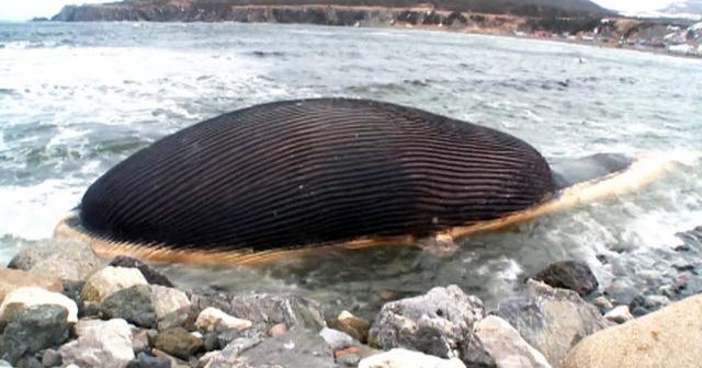Decomposing blue whale may explode in Canada town