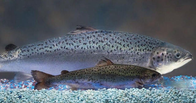 Genetically modified fish spark debate