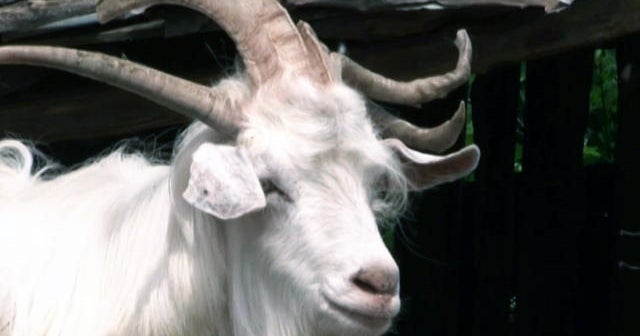 Goats with multiple horns breeding in Romania